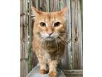 Adopt Chuckie a Orange or Red Tabby Tabby / Mixed (long coat) cat in