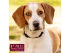 Adopt JoJo a White - with Tan, Yellow or Fawn Beagle / Mixed dog in Marina del