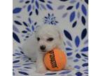 Bichon Frise Puppy for sale in Windsor, MO, USA