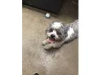 Adopt Jasper a Merle Lhasa Apso / Poodle (Miniature) / Mixed (short coat) dog in