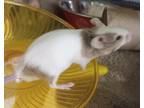 Adopt Blaine a White Mouse / Mouse / Mixed (short coat) small animal in Swanzey