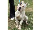 Adopt Cane a White American Pit Bull Terrier / Mixed dog in Lillington