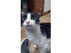 Adopt Mikey a All Black Domestic Shorthair / Domestic Shorthair / Mixed cat in