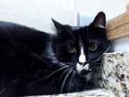 Adopt Tuck a All Black Domestic Shorthair / Domestic Shorthair / Mixed cat in