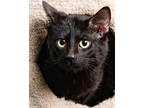 Adopt Vinny a All Black Domestic Shorthair / Domestic Shorthair / Mixed cat in
