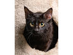 Adopt Pauly a All Black Domestic Shorthair / Domestic Shorthair / Mixed cat in