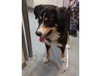 Adopt Randy a Black Bernese Mountain Dog / Mixed dog in South Abington Township