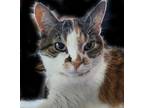 Adopt Goldie a Calico or Dilute Calico Calico / Mixed (short coat) cat in Sioux