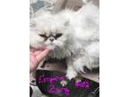 Adopt Emperor Zurg a White Persian (long coat) cat in Joplin, MO (41379883)