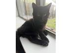 Adopt Fuschia a Black (Mostly) Domestic Longhair / Mixed (long coat) cat in Fort