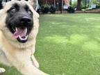 Adopt Azul a Tan/Yellow/Fawn German Shepherd Dog / Mixed dog in Sugarhill