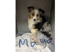 Adopt Maya a Merle Australian Shepherd / Mixed dog in Joplin, MO (41379865)