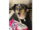 Adopt Rivie a Merle Australian Shepherd / Mixed dog in Joplin, MO (41379880)