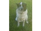 Adopt Bear a White - with Black Akita / Australian Cattle Dog / Mixed dog in