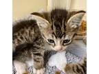 Adopt LENNY a Domestic Shorthair / Mixed (short coat) cat in Mexia
