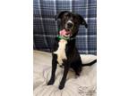 Adopt Scrabble a Black Shepherd (Unknown Type) / Mixed dog in Quincy