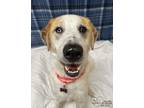 Adopt Gibbs a White Labrador Retriever / Mixed dog in Quincy, IL (41172696)