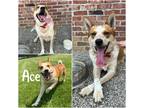 Adopt Ace a Brindle Australian Cattle Dog / Mixed Breed (Medium) / Mixed (short