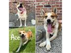 Adopt Ace a Red/Golden/Orange/Chestnut Australian Cattle Dog / Mixed dog in