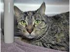 Adopt Fiesta a Domestic Shorthair / Mixed cat in Millersville, MD (41361016)