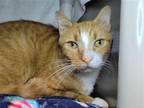Adopt Fried Greenbean a Orange or Red (Mostly) Domestic Shorthair / Mixed cat in
