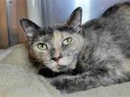 Adopt Hazel Kitty a Tortoiseshell Domestic Shorthair / Mixed cat in