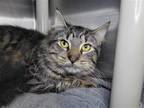 Adopt Maracas a Domestic Longhair / Mixed cat in Millersville, MD (41361012)