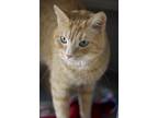 Adopt Titus a Orange or Red Domestic Shorthair / Domestic Shorthair / Mixed cat