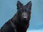 Adopt Duchess a Black German Shepherd Dog / Mixed dog in Golden Valley