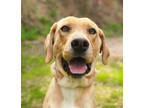 Adopt Major a Tan/Yellow/Fawn Labrador Retriever / Mixed dog in Sylva