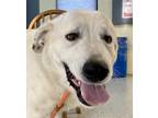 Adopt Kramer a Tan/Yellow/Fawn Great Pyrenees / Mixed dog in Glasgow