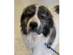 Adopt Nikola a White Great Pyrenees / Mixed dog in Glasgow, KY (41379755)