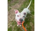 Adopt Luna Marie a White Mixed Breed (Large) / Mixed dog in Hamilton