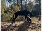 Adopt Clifford a Black - with White Great Dane / Mixed dog in Spring