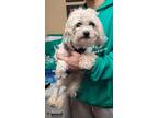 Adopt Bosco a Shih Tzu / Poodle (Standard) / Mixed dog in Freeport