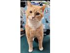 Adopt Sunny a Domestic Shorthair / Mixed (short coat) cat in Freeport