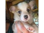 Pembroke Welsh Corgi Puppy for sale in Deer Park, WA, USA