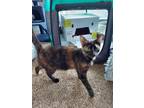 Adopt Pele a Black (Mostly) Domestic Shorthair / Mixed (short coat) cat in