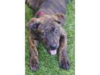 Adopt Baby Nova a Brindle Terrier (Unknown Type, Medium) / Mixed dog in Miami