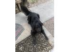 Adopt Zeke a Black Australian Shepherd / Labrador Retriever / Mixed dog in Canon