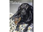 Adopt Melody a Black - with White Pointer / Mixed dog in Phelan, CA (41169783)
