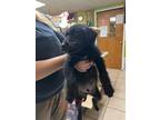 Adopt Lapis a Black Schnauzer (Standard) / Mixed dog in Joplin, MO (41379664)