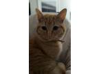 Adopt Nola a Orange or Red Tabby Tabby / Mixed (short coat) cat in Salinas