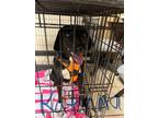 Adopt Katana a Black Labrador Retriever / Mixed dog in Joplin, MO (41379660)