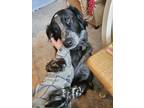 Adopt Ollie a Black - with White Border Collie / Australian Cattle Dog / Mixed