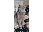 Adopt Spooky a Gray or Blue Russian Blue / Mixed (short coat) cat in Aurora
