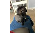 Adopt Mosey a Black Shih Tzu / Mixed dog in Pinehurst, NC (41379622)