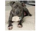 Adopt Ember a Gray/Silver/Salt & Pepper - with White Pit Bull Terrier dog in