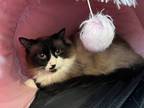 Adopt Neeko a White Domestic Longhair / Mixed (long coat) cat in Kalamazoo