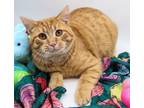 Adopt Rory IV a Orange or Red Tabby Domestic Shorthair / Mixed cat in Muskegon